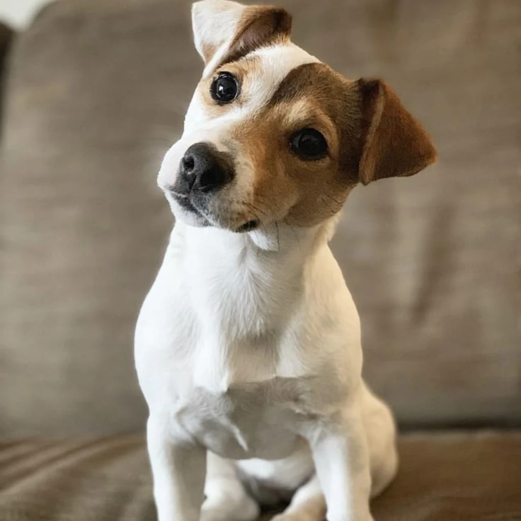 Cuidados esenciales del cachorro Jack Russell
