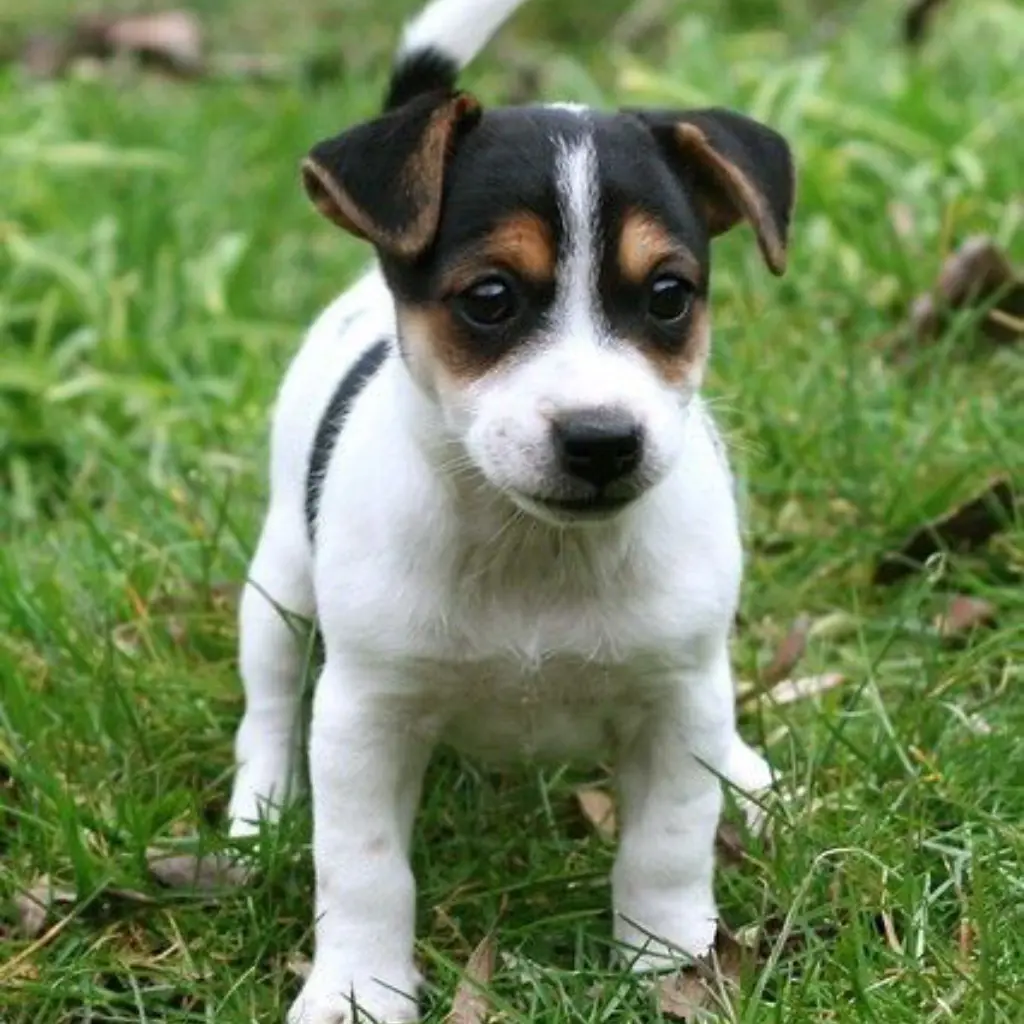 Precio de un Jack Russell en Colombia: lo que debes saber